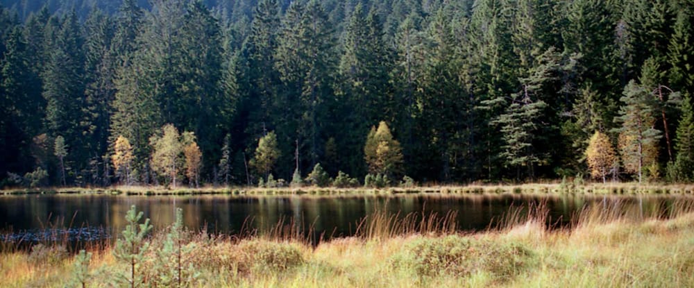 Blackforest Lake, wide ratio, analogue film shot